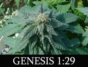 Genesis129Web 300X228